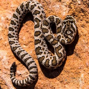 zion rattlesnake (56).jpg